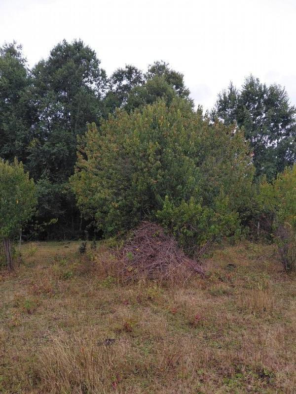 Agro-Parcela en Tegualda