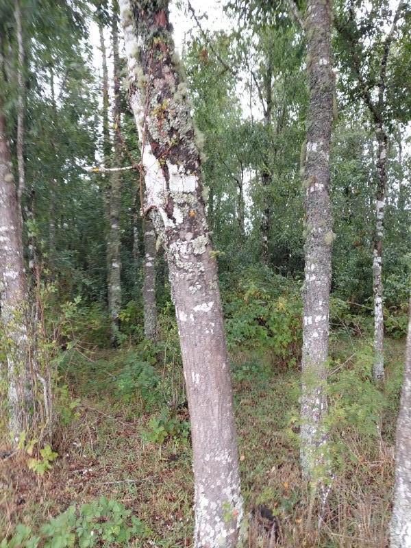 Agro-Parcela en Tegualda