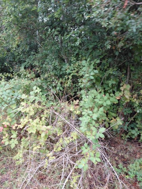 Agro-Parcela en Tegualda