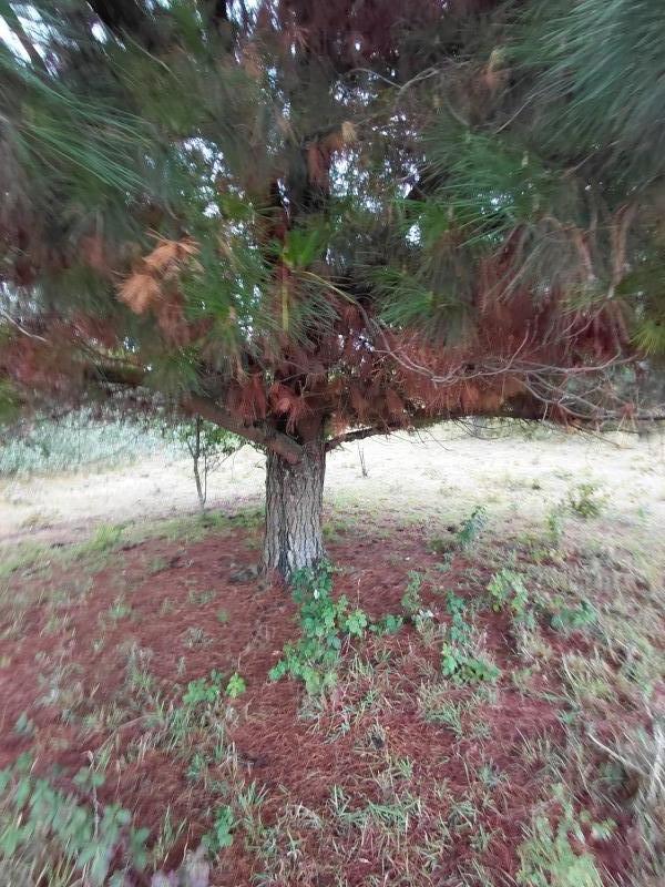 Agro-Parcela en Tegualda