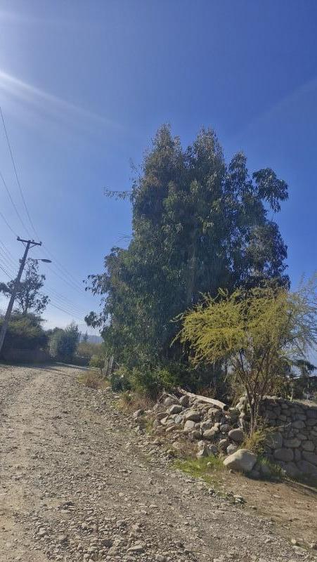Parcela de Agrado,las Candelaria,mostazal