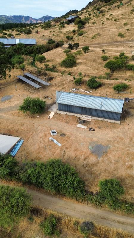 en Venta 4 Hás Plantación de Nogal de 5 Años, Pencahue!!