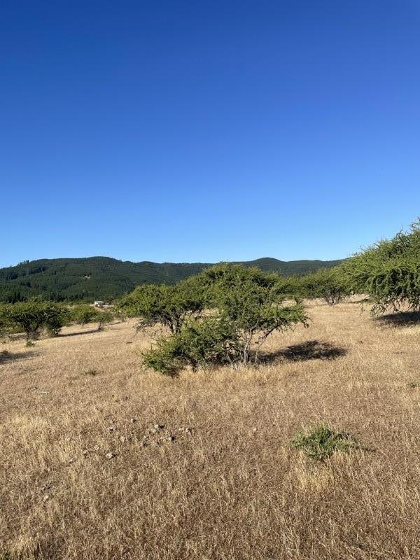 Ven A Conocer Campo de 133,6 Ha, Huerta de Maule, San Javier