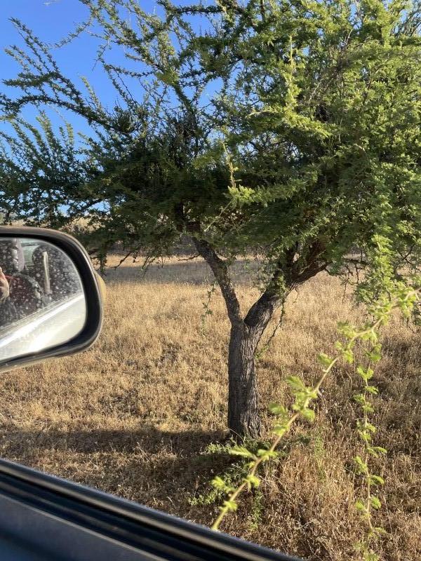 Ven A Conocer Campo de 133,6 Ha, Huerta de Maule, San Javier