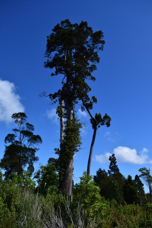 Estaquilla ,terreno Parque de Alerces ,exclusivo