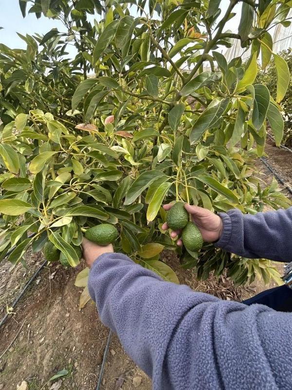 Vendo Parcela Con Producción de Paltos, los Canelos, Ovalle