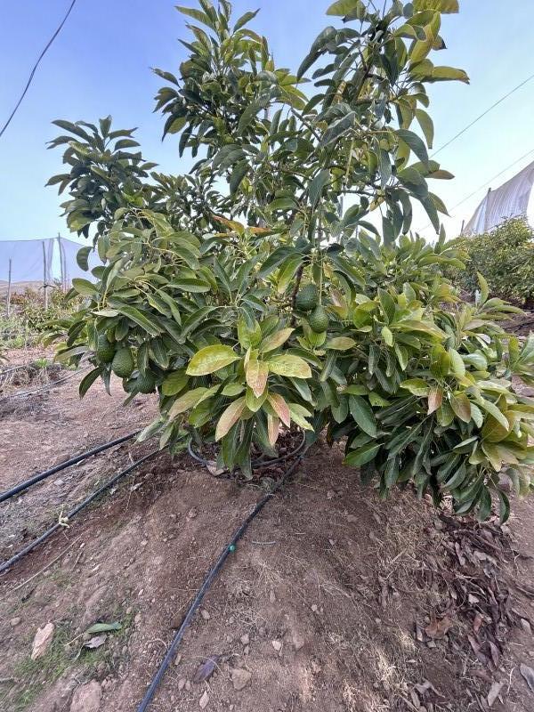 Fotografía de Vendo Parcela Con Producción de Paltos, los Canelos, Ovalle