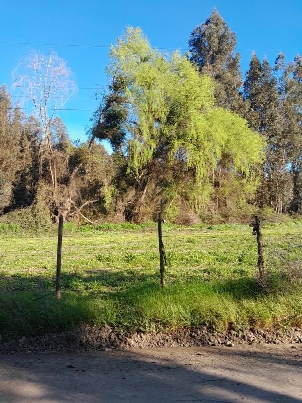 Venta de Parcela 7.4 Hectáreas $43.000.000.-C/u