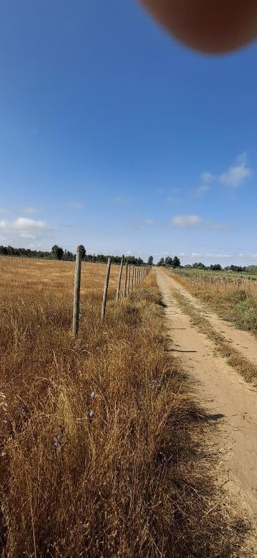Terreno Agrícola en San Rafael ,provincia de Talca.