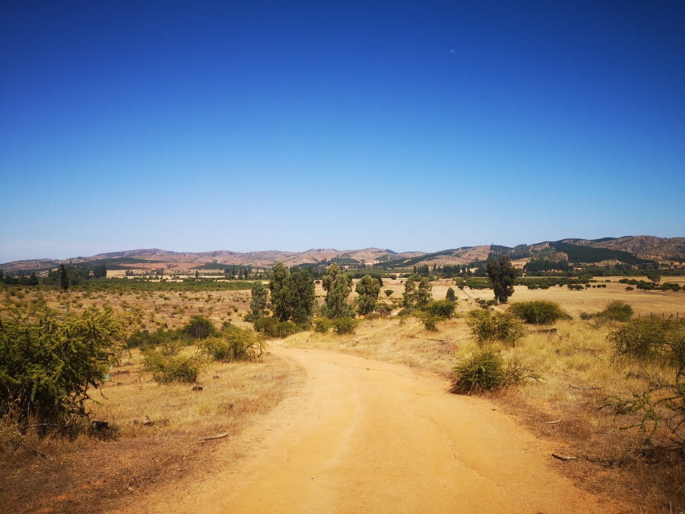 Terreno agrícola de 35 hectáreas | Sector Huerta de Maule