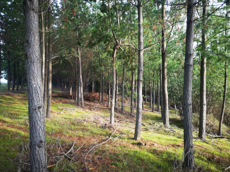 Terreno forestal de 350.000 m2 en Rapilermo Curepto
