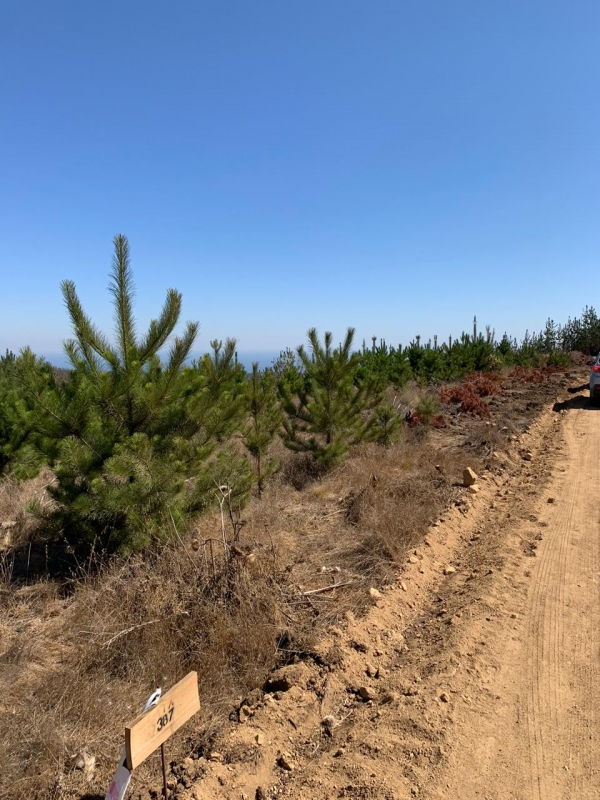 Se Vende Parcela en Pichilemu