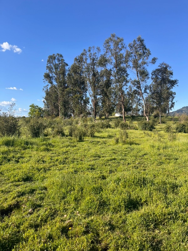 Se Vende Parcela A 20 Min de Talca