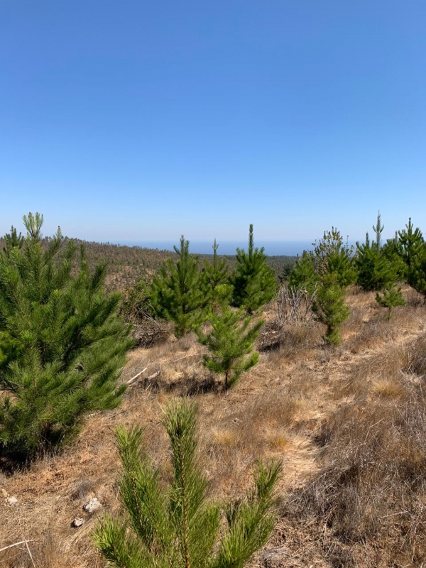 Se Vende Parcela en Pichilemu