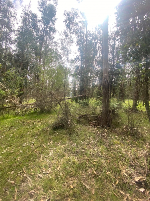 Se Vende Hermosa Parcela en los Boldos