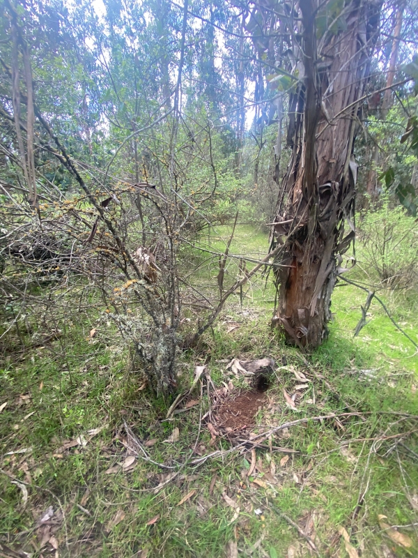 Se Vende Hermosa Parcela en los Boldos