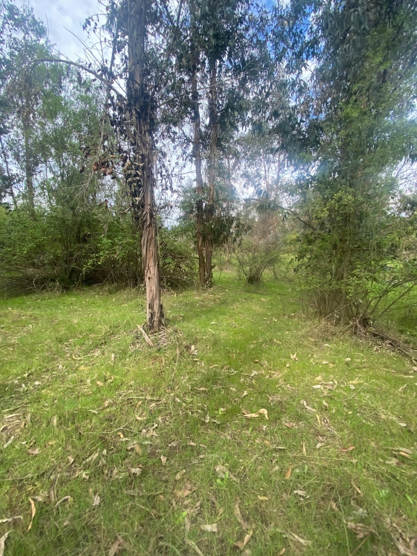 Se Vende Hermosa Parcela en los Boldos