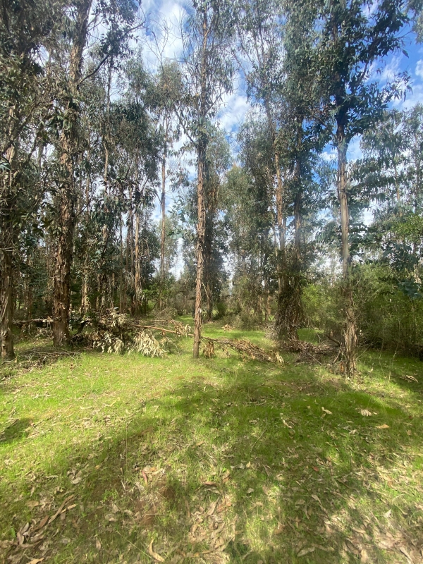 Se Vende Hermosa Parcela en los Boldos