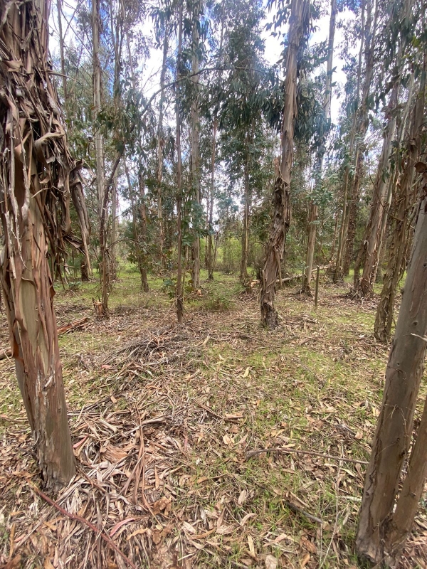 Se Vende Hermosa Parcela en los Boldos
