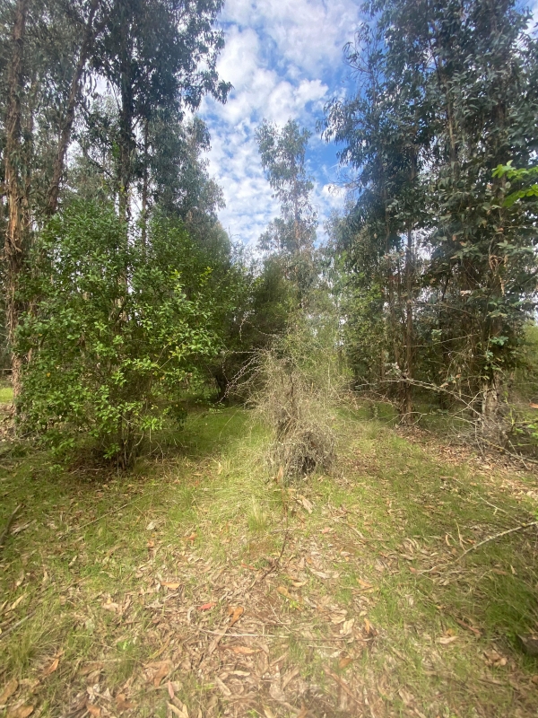 Se Vende Hermosa Parcela en los Boldos