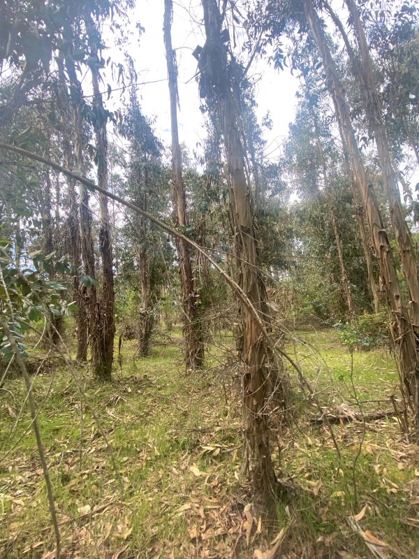 Se Vende Hermosa Parcela en los Boldos