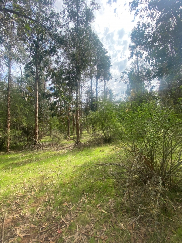 Se Vende Hermosa Parcela en los Boldos