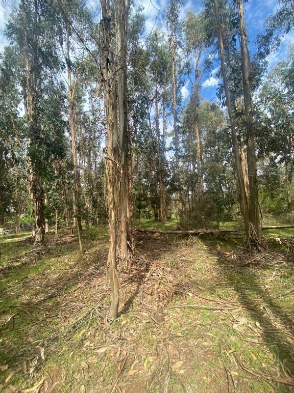 Se Vende Hermosa Parcela en los Boldos