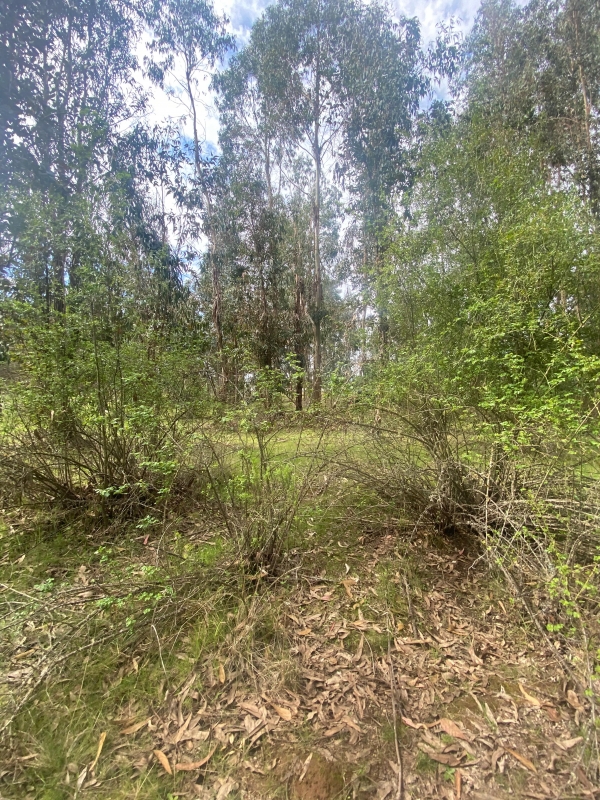 Se Vende Hermosa Parcela en los Boldos