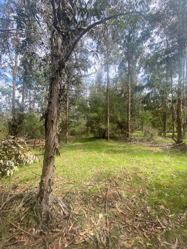 Se Vende Hermosa Parcela en los Boldos