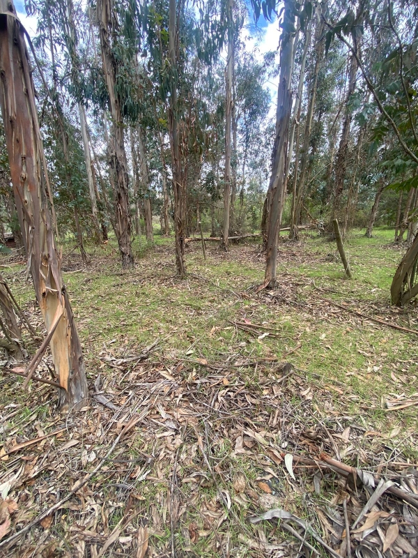 Se Vende Hermosa Parcela en los Boldos