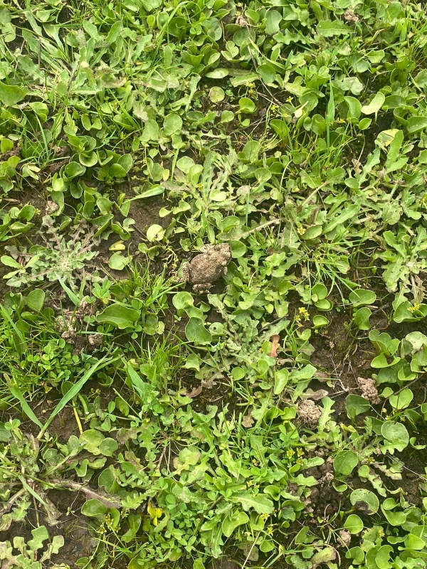 Se Vende Hermosa Parcela en los Boldos