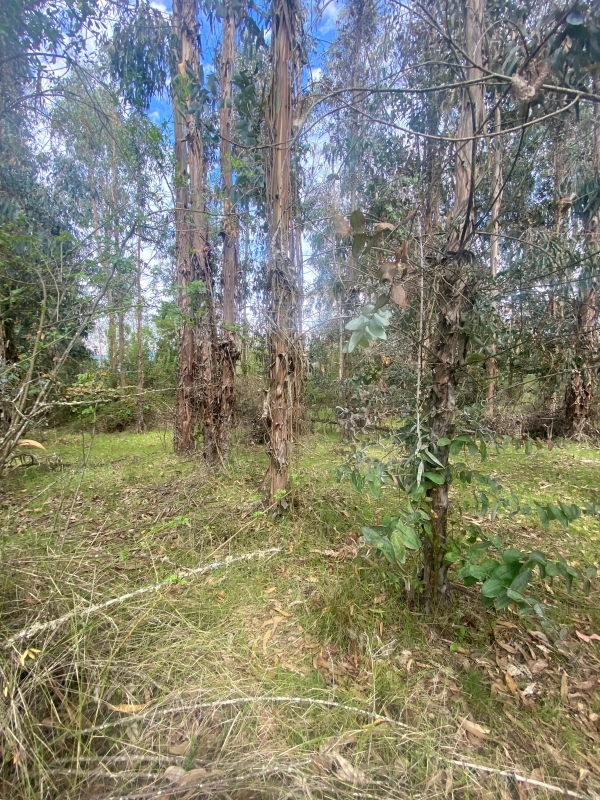 Se Vende Hermosa Parcela en los Boldos