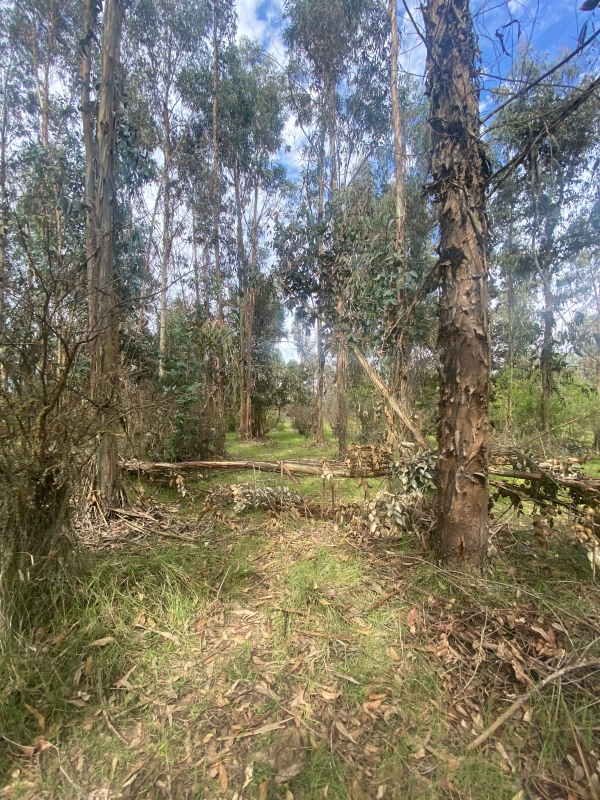 Se Vende Hermosa Parcela en los Boldos