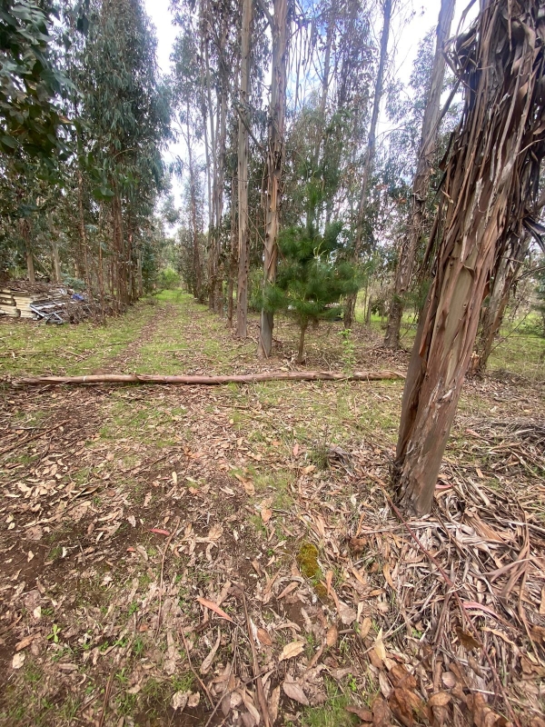 Se Vende Hermosa Parcela en los Boldos