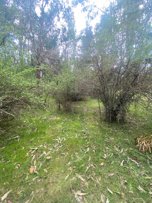 Se Vende Hermosa Parcela en los Boldos