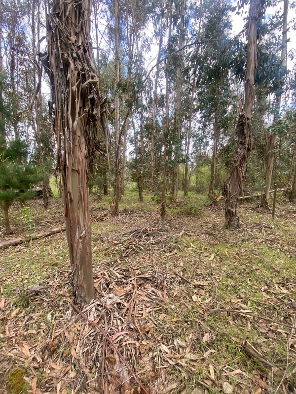 Se Vende Hermosa Parcela en los Boldos