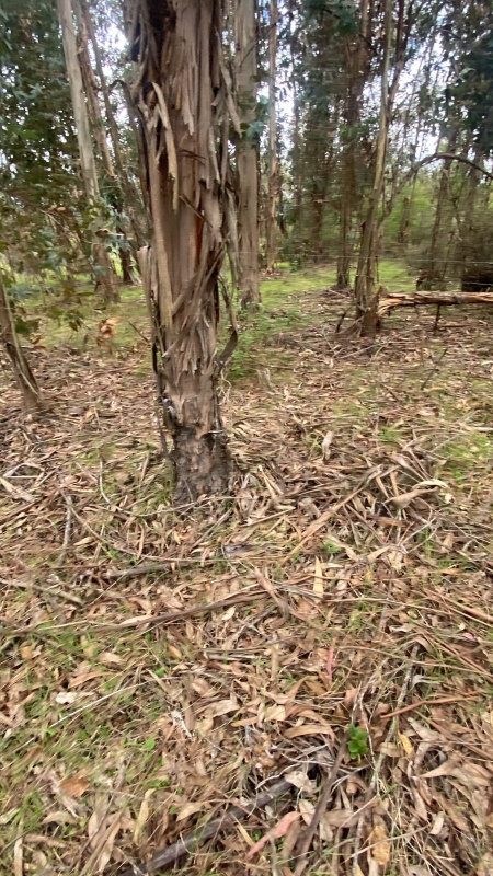 Se Vende Hermosa Parcela en los Boldos