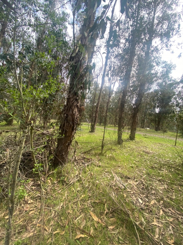 Se Vende Hermosa Parcela en los Boldos