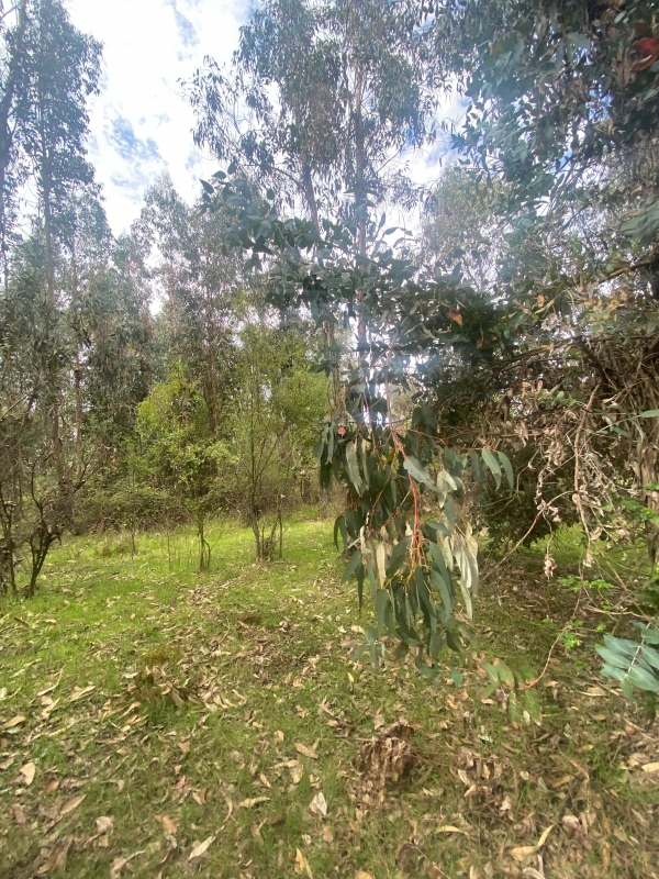 Se Vende Hermosa Parcela en los Boldos