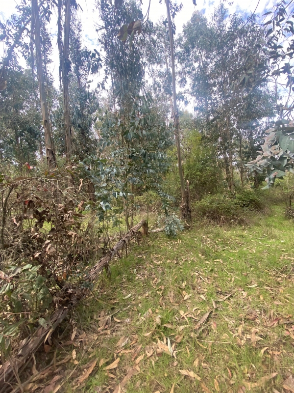 Se Vende Hermosa Parcela en los Boldos