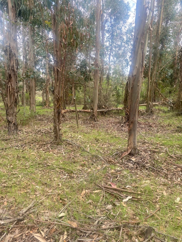 Se Vende Hermosa Parcela en los Boldos