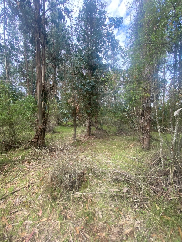 Se Vende Hermosa Parcela en los Boldos