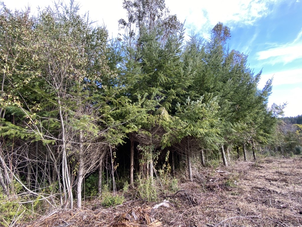 Terreno 1,9 hectáreas en la zona de Loncoche ( Mapuche )