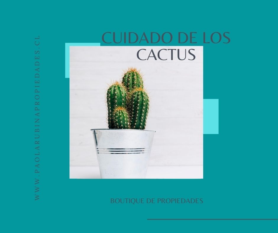 Cuidados de los Maravillosos Cactus