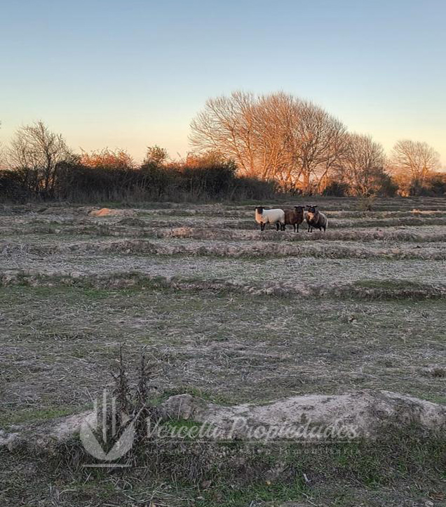 ¡oportunidad! Se Vende Campo de 15 Hectáreas