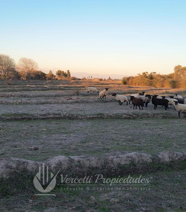 Fotografía de ¡oportunidad! Se Vende Campo de 15 Hectáreas