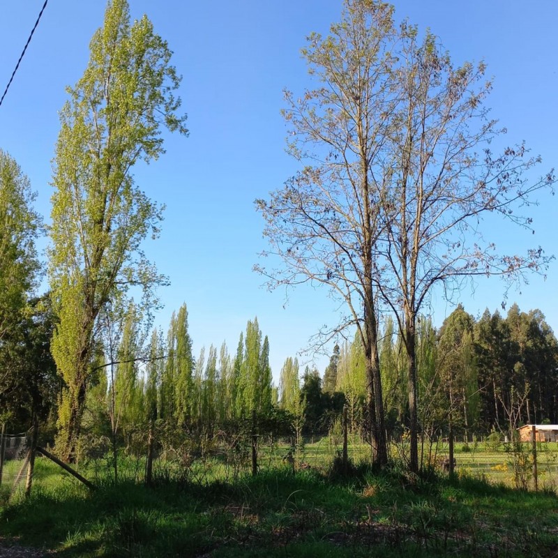 Parcela en Chacayal Norte, los Ángeles