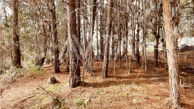 Parcela en las Petrillas, Algarrobo
