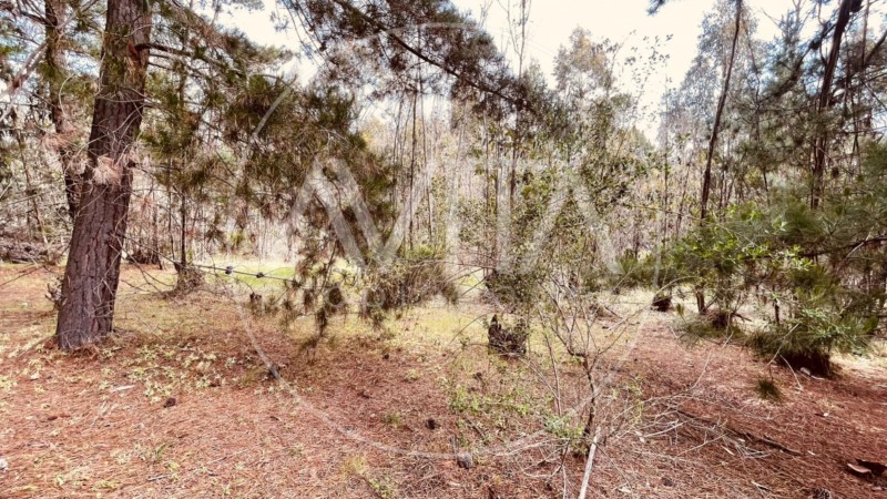 Parcela en las Petrillas, Algarrobo