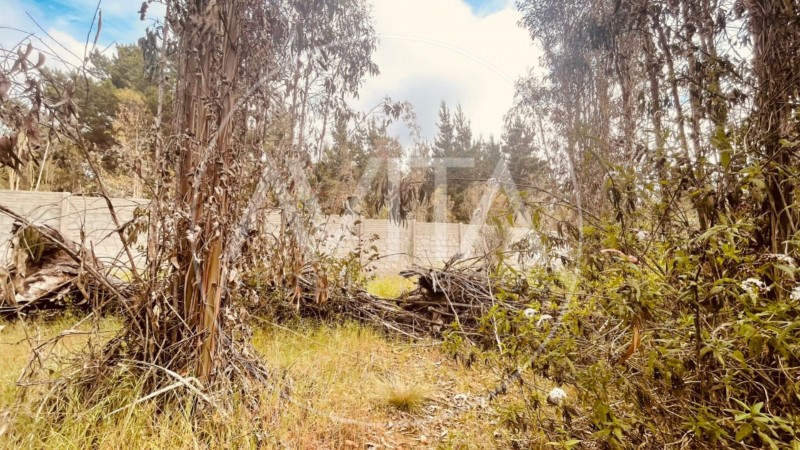 Parcela en las Petrillas, Algarrobo